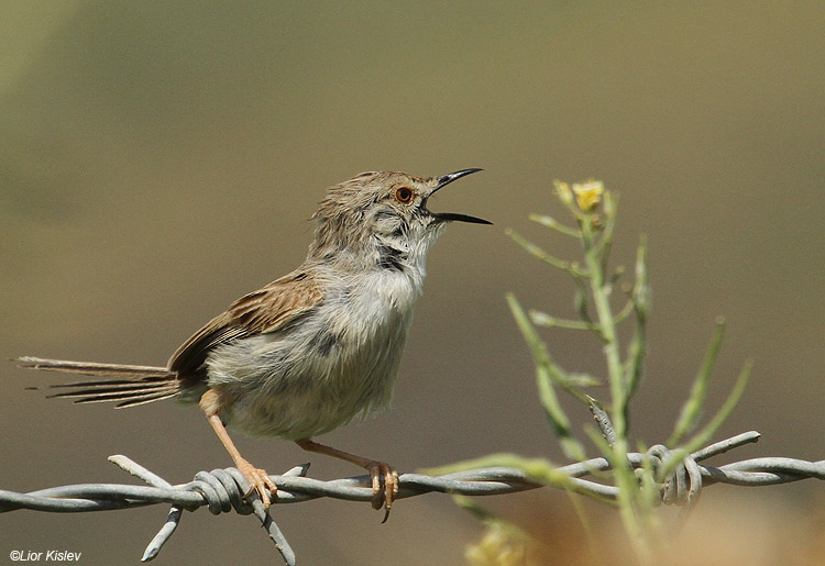   Prinia gracilis Graceful Prinia,Ramot,Golan April 2011 Lior Kislev                          